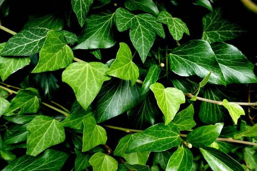 ivy  plant  garden