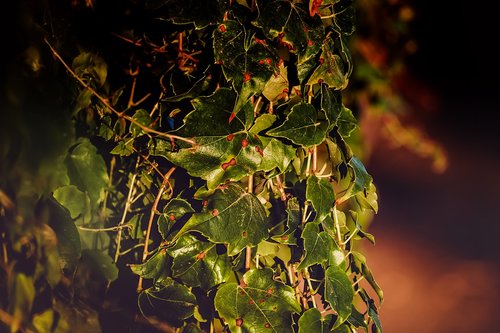 ivy  plant  climber plant