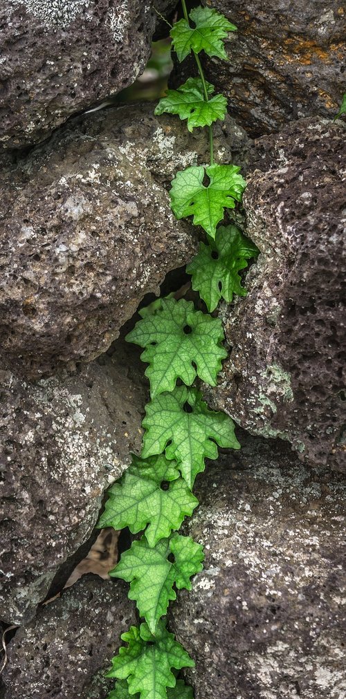 ivy  plants  nature