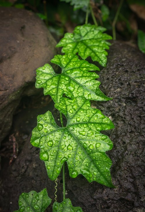 ivy  leaf  nature