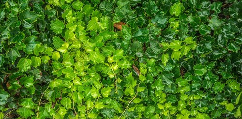 ivy  leaf  nature