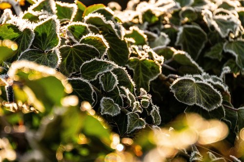 ivy  frost  backlighting