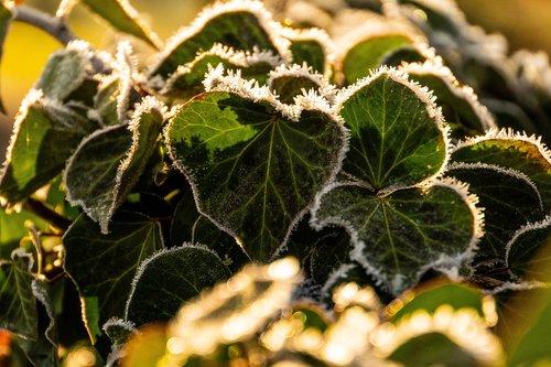 ivy  frost  backlighting