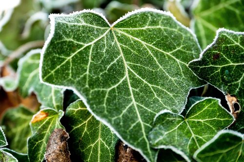 ivy  frost  nature