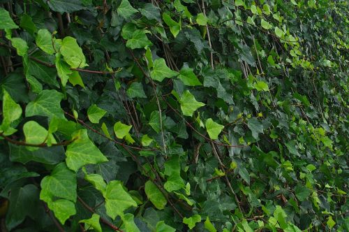 ivy green leaves plant