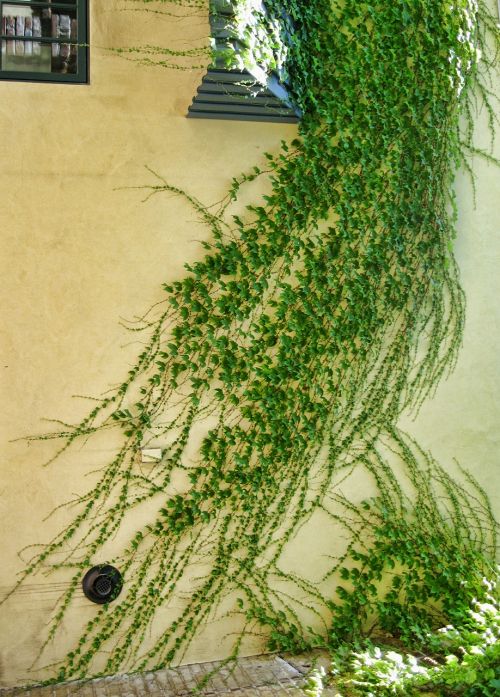 ivy climbing plant green