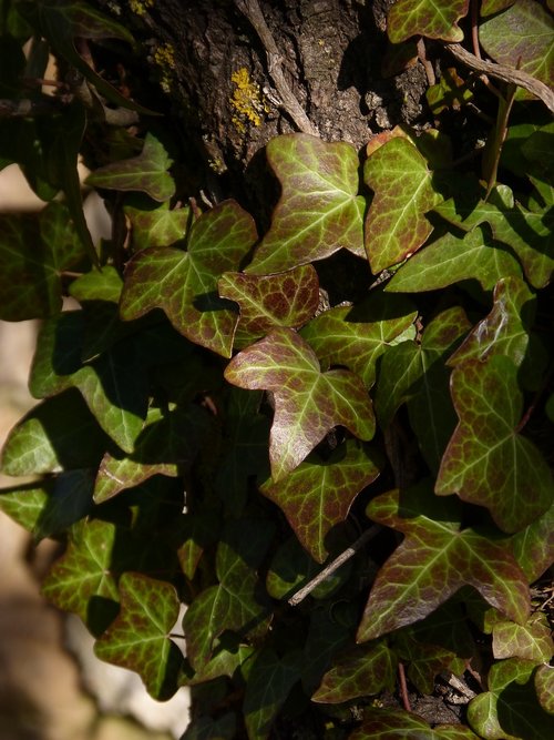 ivy  leaves  green and red