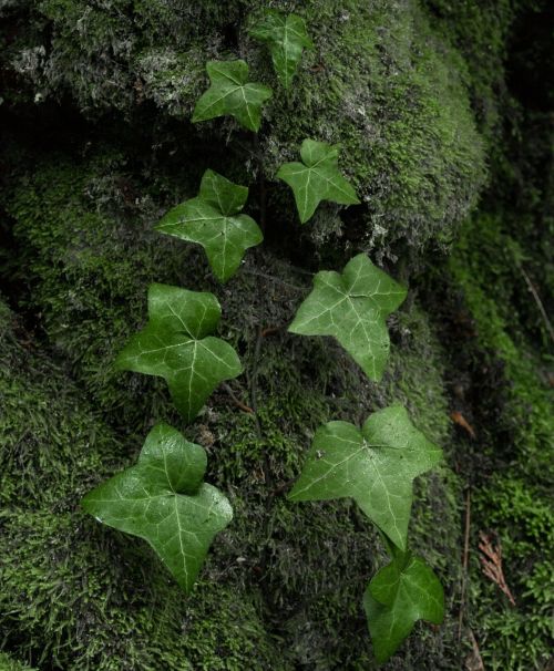 ivy green nature