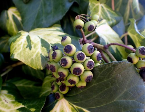 ivy  berries  fruit