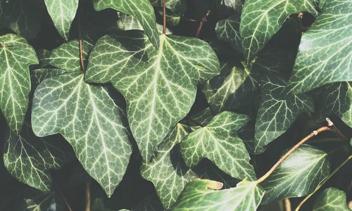 ivy  plant  garden