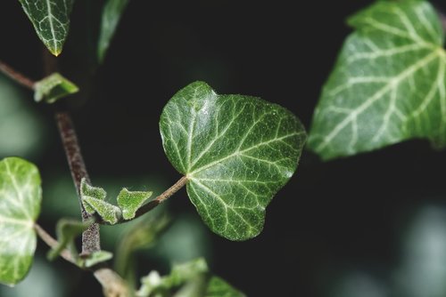 ivy  plant  garden