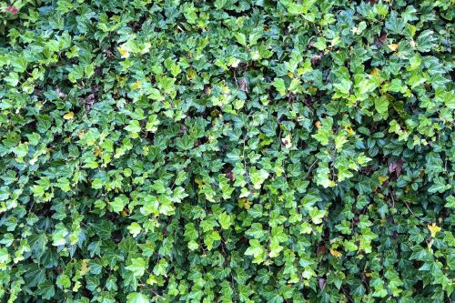 ivy ivy hedge overgrown