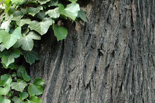 ivy  tree  tree bark