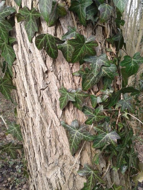 ivy bark tree