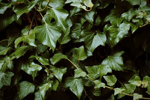 ivy  plant  garden