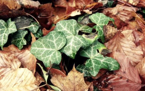 ivy leaves autumn