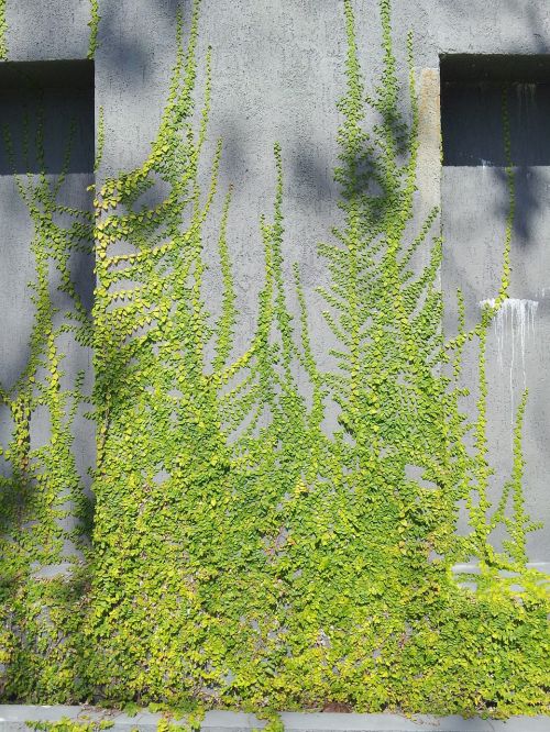 ivy plants nature