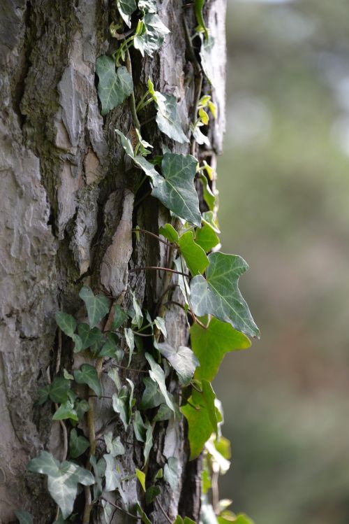 ivy tree creeper