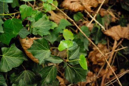 ivy leaves forest