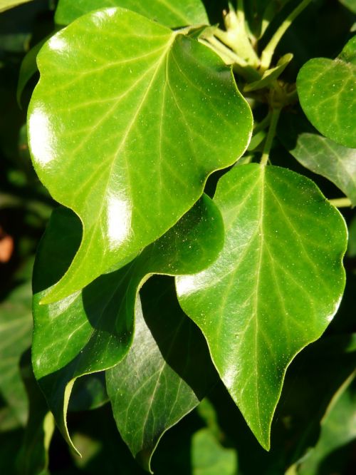ivy ivy leaves leaves