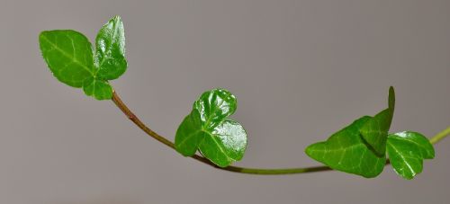ivy plant green