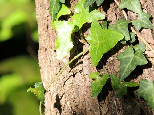 ivy climber tree