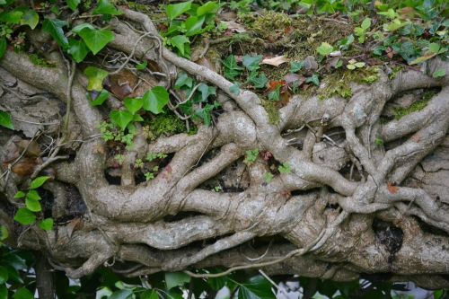 ivy branch plant