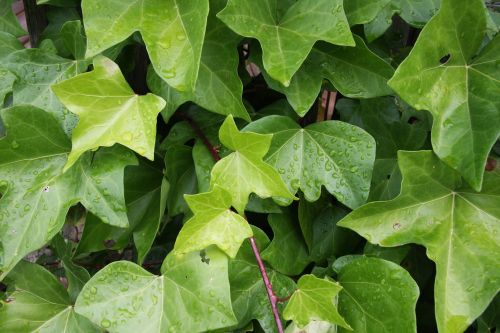 ivy leaves drop of water