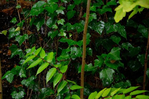 ivy rain vegetation