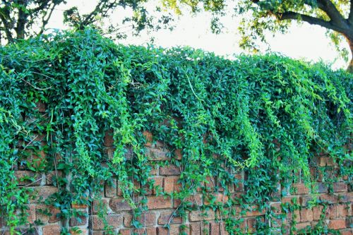 Ivy Covering Wall