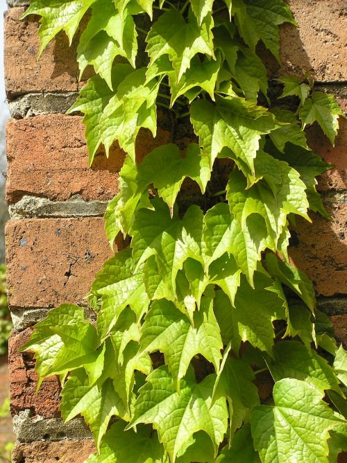 ivy growing on a brick wall in the garden