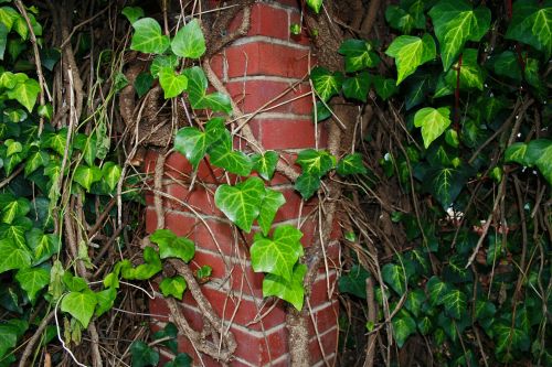 Ivy Growing Around Pillar