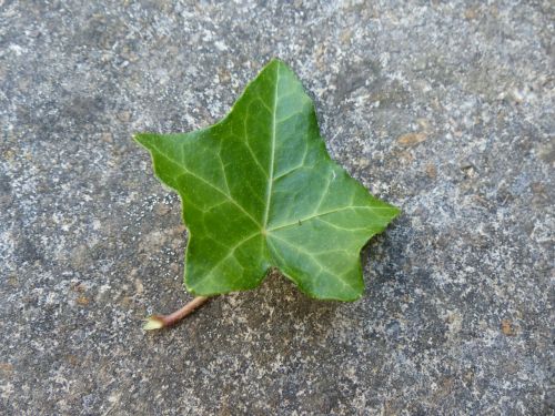 ivy leaf ivy leaf