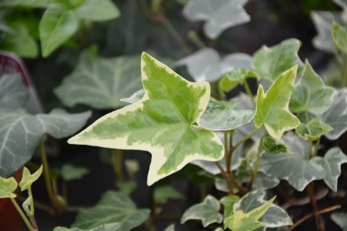 ivy leaf plant ivy