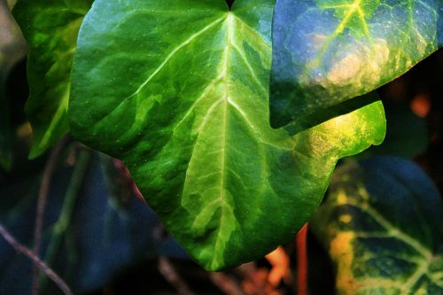 Ivy Leaf With Veins