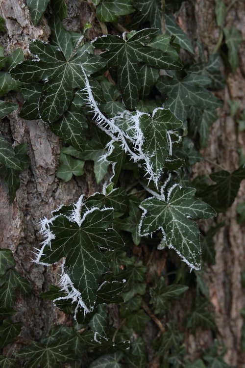 ivy leaves  ripe  crystals