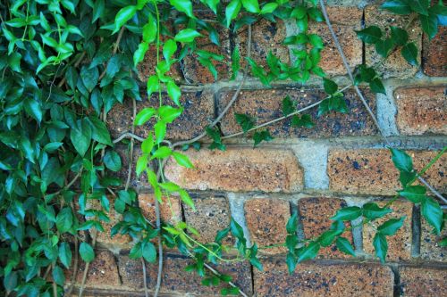 Ivy On Wall