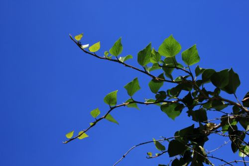 Ivy Shoot Against The Sky