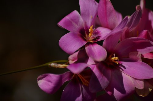 ixia  magenta  flower