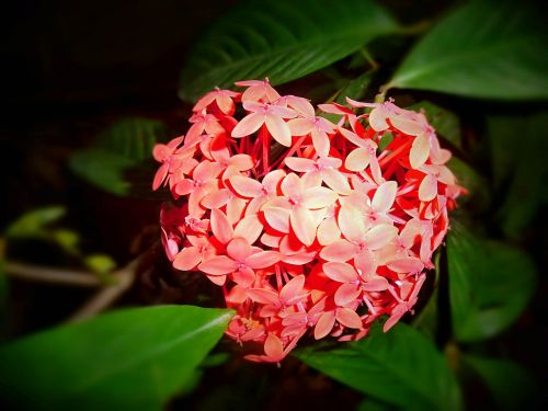 ixora flower nature