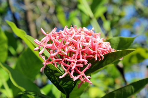ixora chinensis flower nature