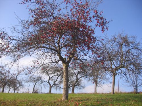 Apple Tree In Autumn