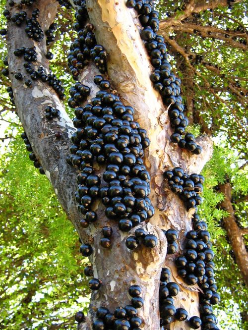 jabuticaba fruit tree