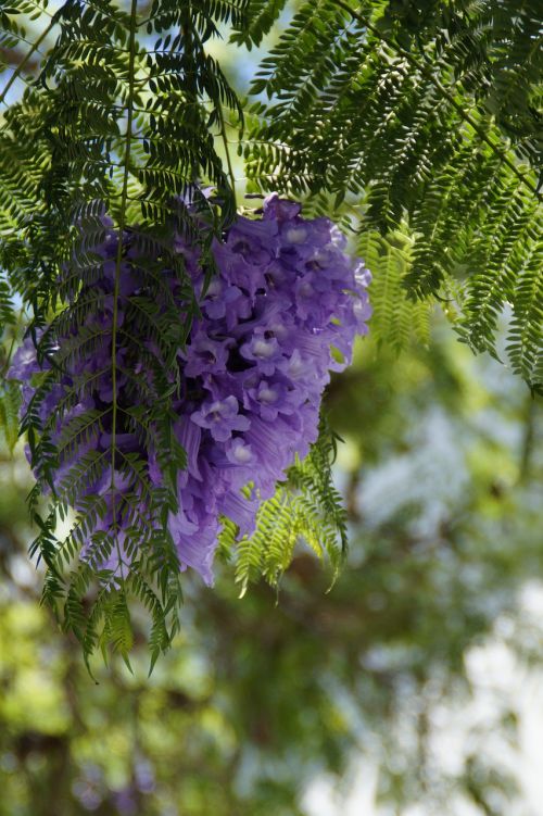 jacaranda flower tree flowers