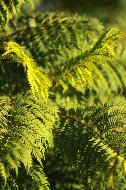 jacaranda green leaf