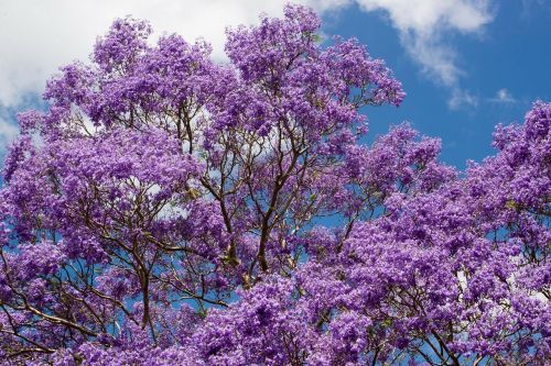 jacaranda tree flowers