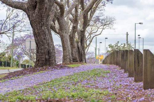 jacaranda australia purple