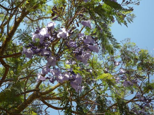 jacaranda tree blossom