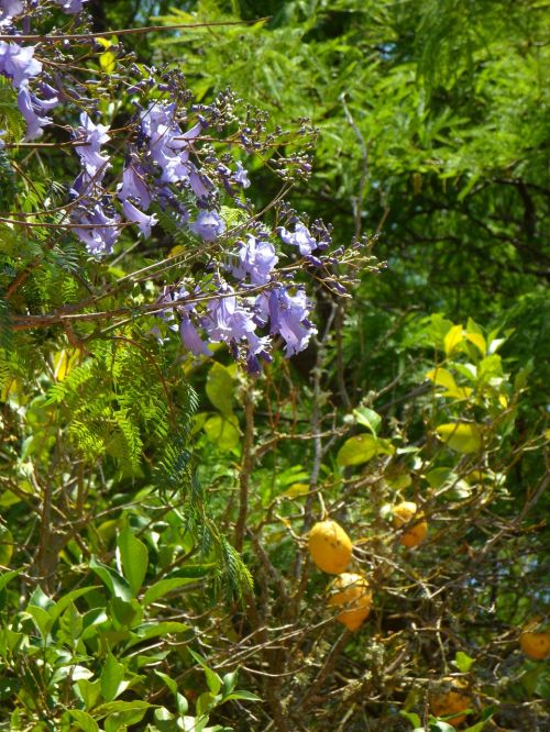 jacaranda lemon tree garden