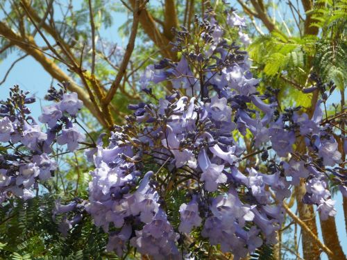 jacaranda tree bloom